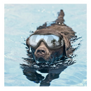 png_1500x1500_67014932